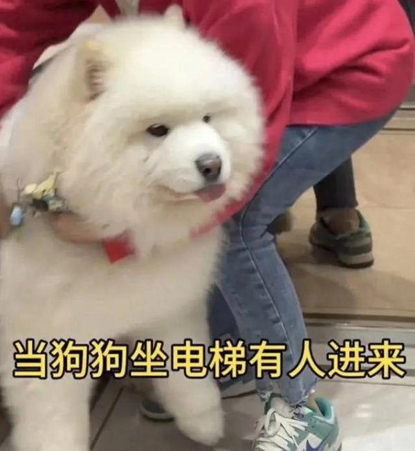 神机策 萨摩耶电梯站人形，主人神操作防吓人，网友全点赞！